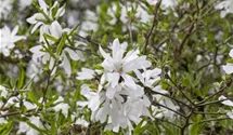 Sternmagnolie