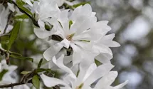 Sternmagnolie
