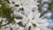 Sternmagnolie