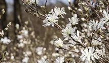 Sternmagnolie