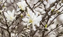 Sternmagnolie