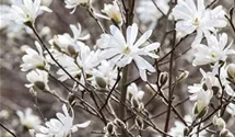 Sternmagnolie