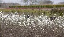 Sternmagnolie