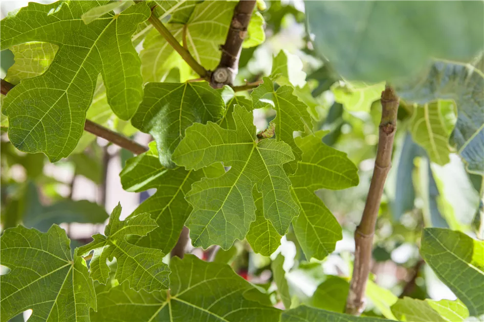 Ficus carica 'Violetta'
