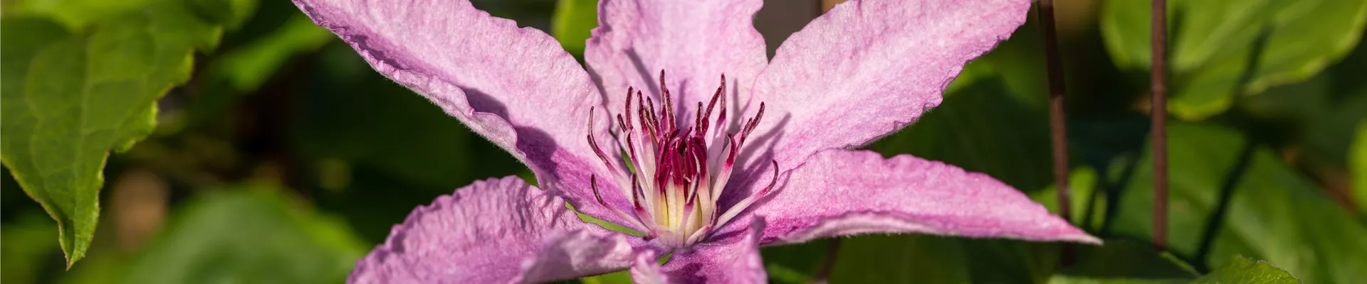 Clematis 'Hagley Hybrid'
