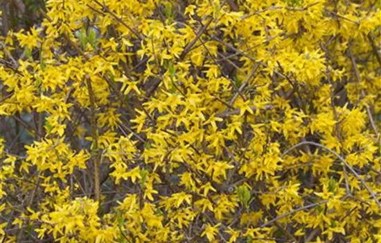 Forsythia 'Lynwood'