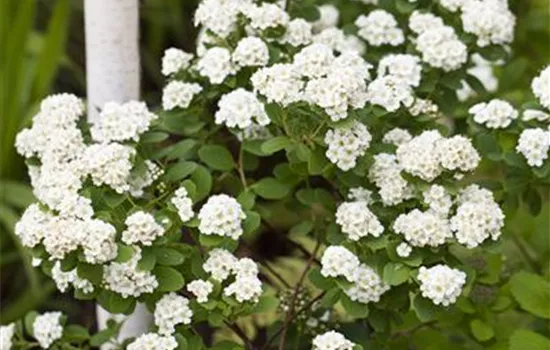 Spiraea vanhouttei