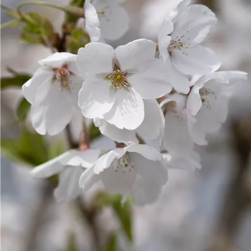 Prunus fruticosa 'Globosa'