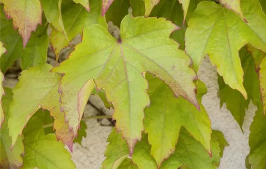 Parthenocissus tric.'Veitchii'
