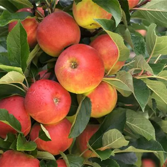 Säulenobst pflanzen – frische Früchte direkt vor der Haustür