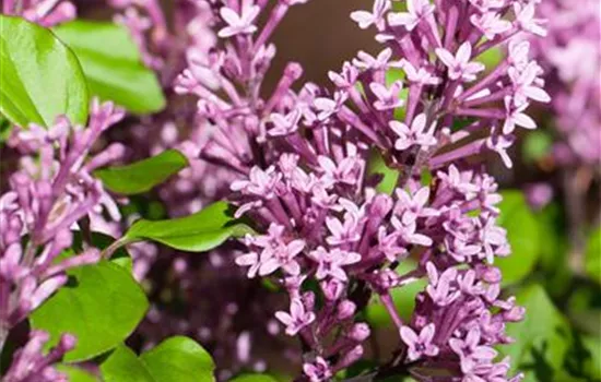 Syringa meyeri 'Palibin'