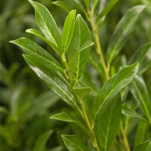 Prunus lauroc.'Caucasica'