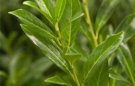 Prunus lauroc.'Caucasica'