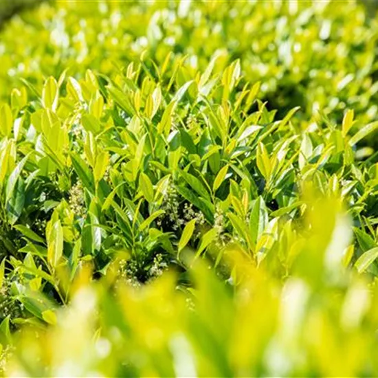 Kirschlorbeer pflanzen und den Garten bereichern