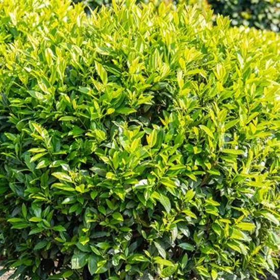 Kirschlorbeer – Der beliebte Gartenbewohner