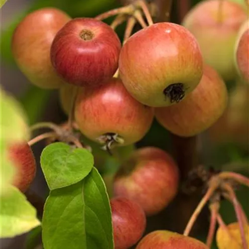 Malus 'Evereste' -R-
