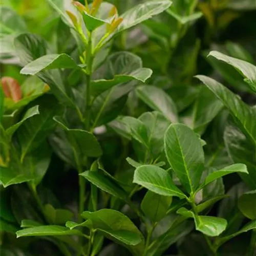 Prunus lauroc.'Etna' -R-