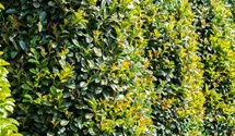 Lorbeerkirsche 'Etna' ®