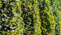 Lorbeerkirsche 'Etna' ®