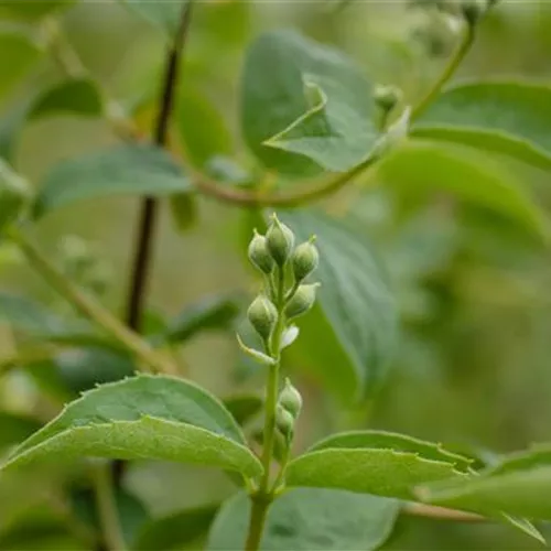 Philadelphus 'Schneesturm'
