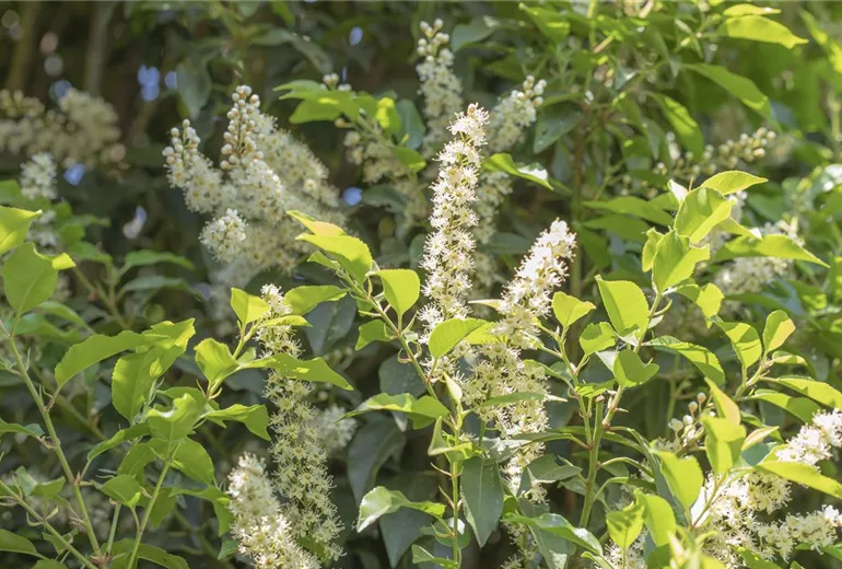Prunus lusitanica 'Angustifolia'