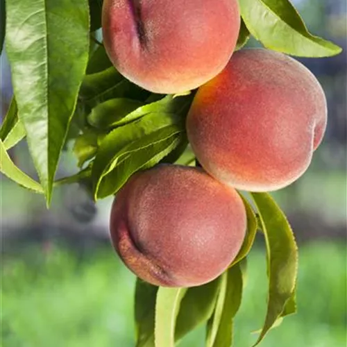 Prunus persica 'Kernecht.v.Vorgeb.' CAC