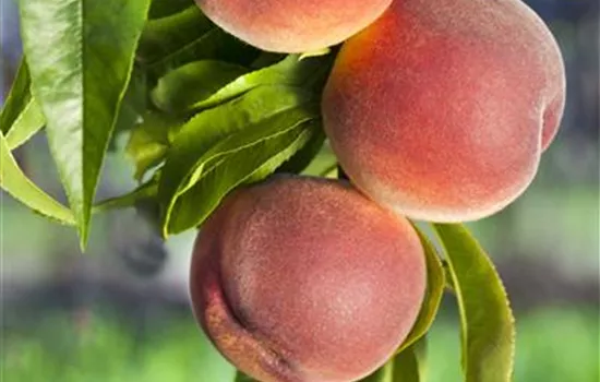 Prunus persica 'Kernecht.v.Vorgeb.' CAC