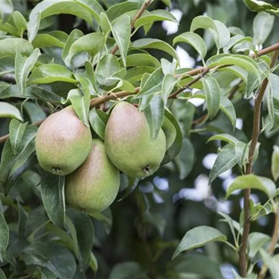 So bereichern diese vitaminreichen Obstpflanzen jeden Garten