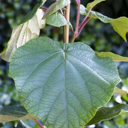 Actinidia chinensis 'Male'