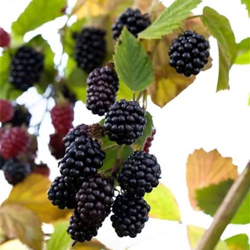 Rubus frut.'Navaho' -R- CAC