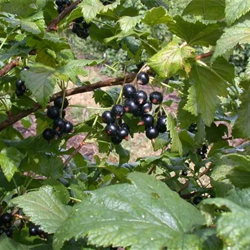 Ribes nigrum 'Ometa' -S- CAC