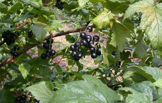Ribes nigrum 'Ometa' -S- CAC