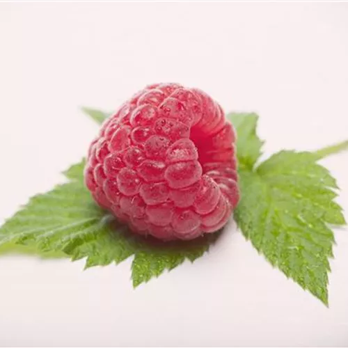 Rubus id.'Himbotop' -R- CAC