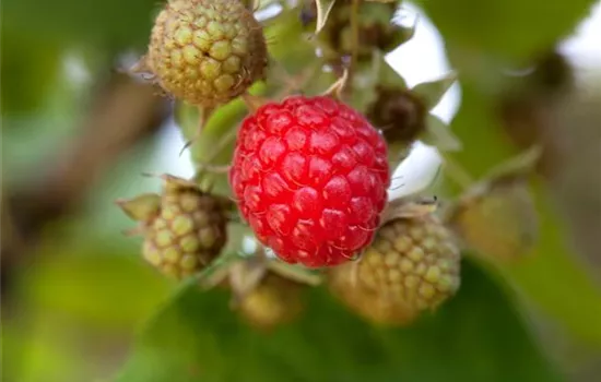 Rubus id.'Rubaca' -S- CAC