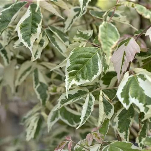 Acer negundo 'Sensation'