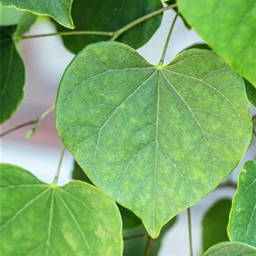 Cercis canadensis 'Pink Pom Poms'