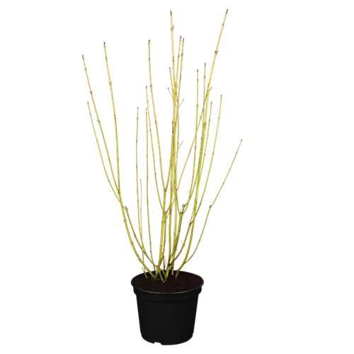 Cornus sericea 'Flaviramea'