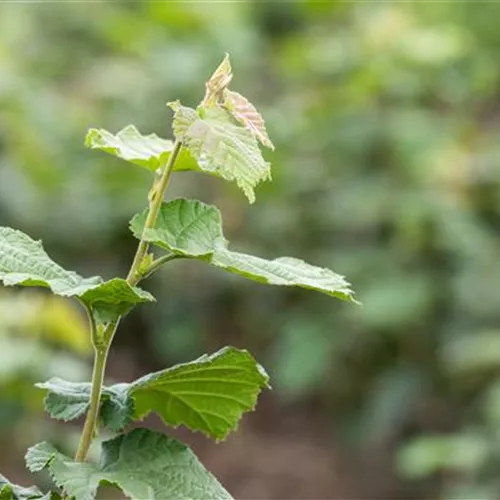 Corylus av.'Halle'sche Riesennuss' CAC