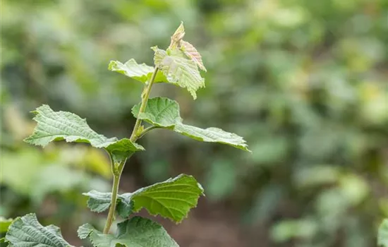 Corylus av.'Halle'sche Riesennuss' CAC