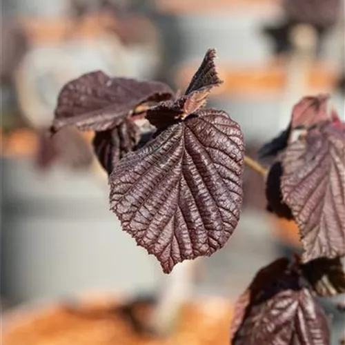 Corylus maxima 'Purpurea'