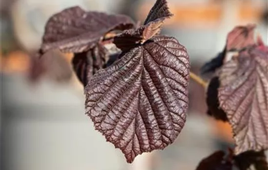 Corylus maxima 'Purpurea'