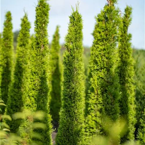 Cupressus sempervirens 'Pyramidalis' Cupressus sempervirens 'Pyramidalis'