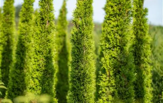 Cupressus sempervirens 'Pyramidalis'