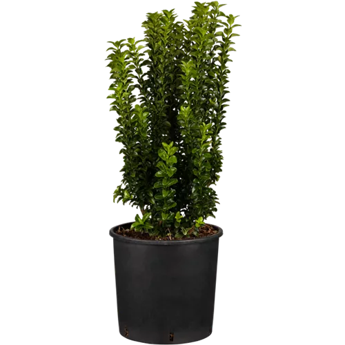 Euonymus japonicus 'Benkomasaki'