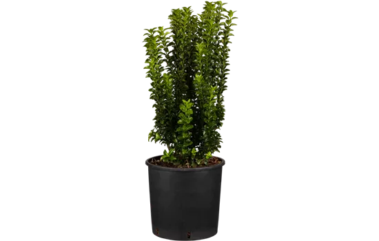 Euonymus japonicus 'Benkomasaki'