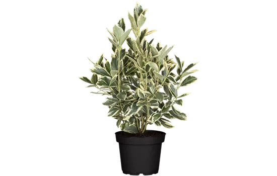 Euonymus japonicus 'Bravo'