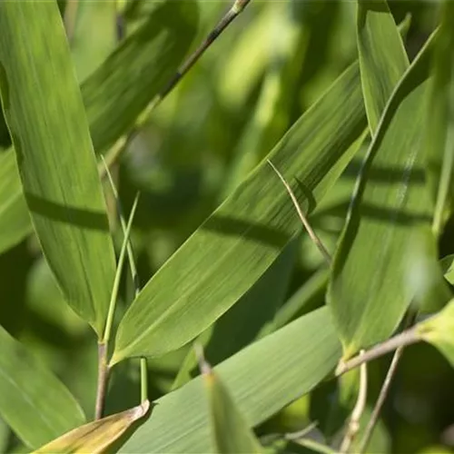 Fargesia species 'Red Zebra' -R-