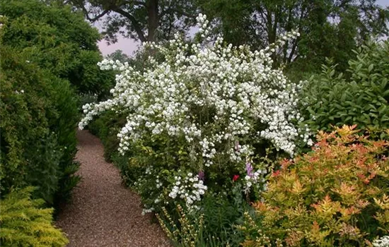 Philadelphus 'Virginal'