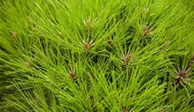 Schwarzkiefer 'Marie Bregon' ®