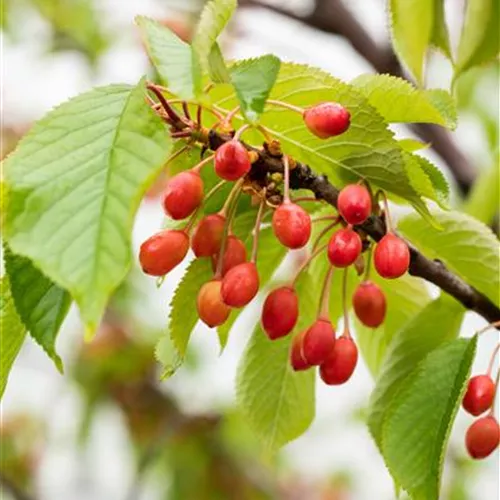 Prunus av.'Büttners Rt. Knorpelk' CAC